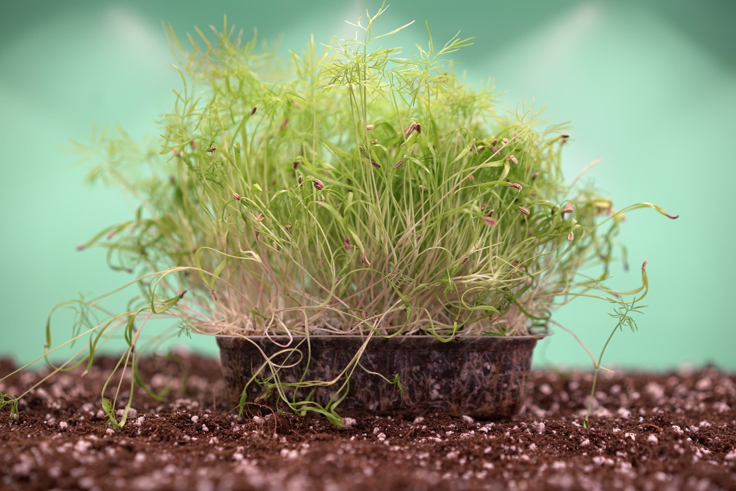 Vaschetta di Finocchietto