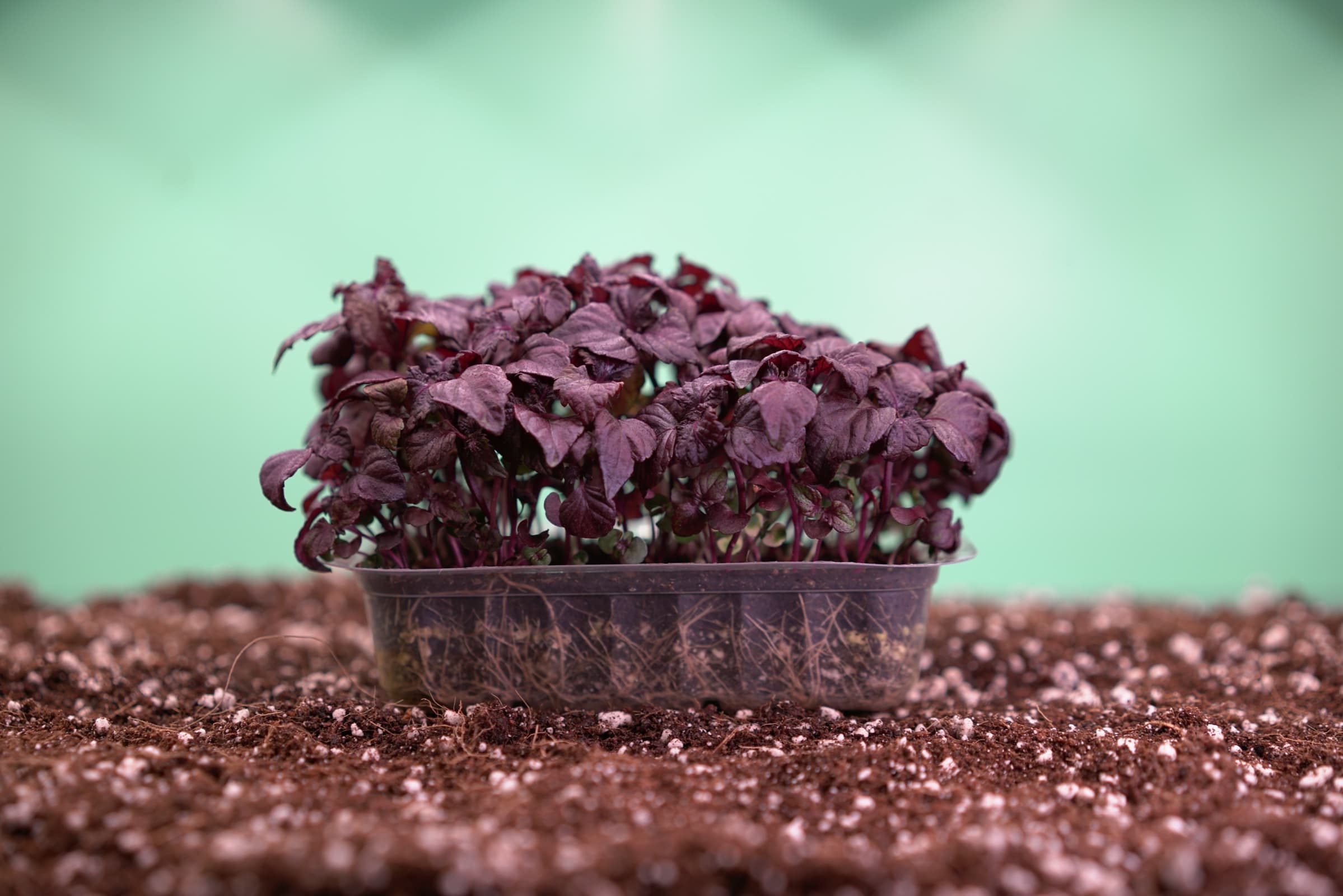 Vaschetta di Shiso Rossa