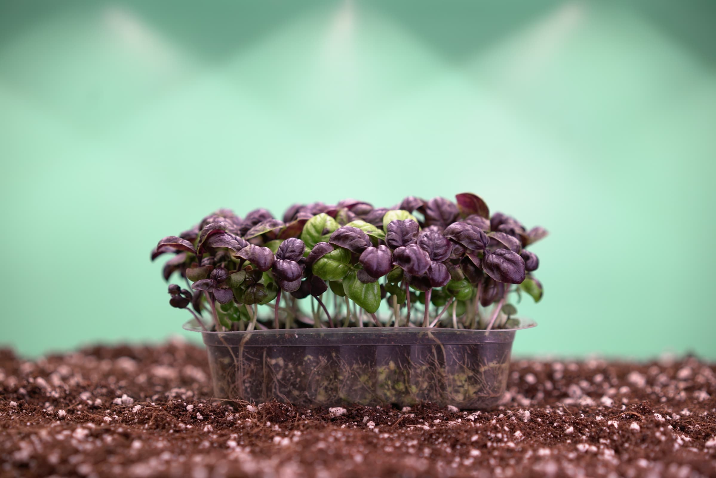 Vaschetta di Basilico Dark Opal